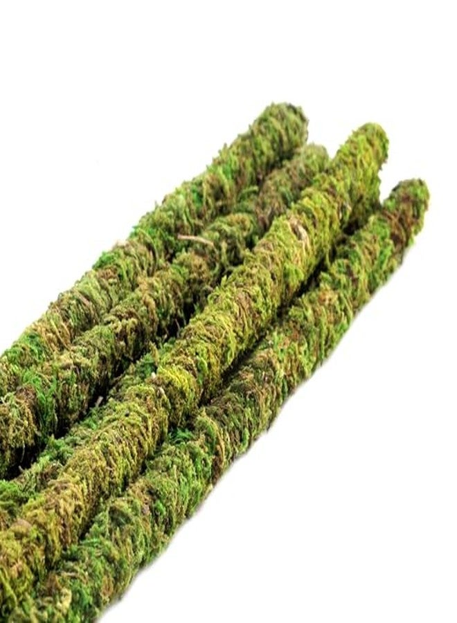 Galapagos Galápagos (05322) Mossy Terrarium Sticks (6 Pack), 32" - Image 3